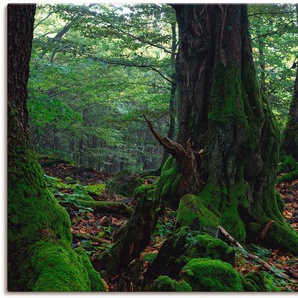 Leinwandbild ARTLAND Alte Bäume am Kraterrand Bilder Gr. B/H: 120 cm x 90 cm, Wald, 1 St., grün Leinwandbilder