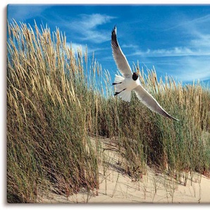 Leinwandbild ARTLAND Möwe und Seeschwalbe in Dünenlandschaft Bilder Gr. B/H: 100 cm x 50 cm, Vögel, 1 St., blau Leinwandbilder