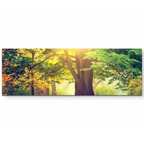Leinwandbild Herbstlich gefärbter Baum im Park