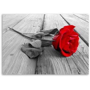 Leinwandbild Red rose