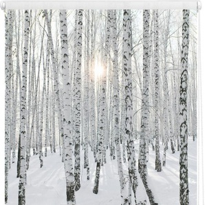 Seitenzugrollo LICHTBLICK ORIGINAL Klemmfix Motiv Birkenwald Rollos Gr. 150 cm, 120 cm, weiß (weiß, weiß) Rollos ohne Bohren Rollo bedruckt