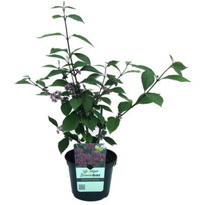 Liebesperlenstrauch - violett -