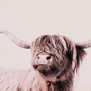 living walls Fototapete ARTist Highland Cattle, (Set, 2 St), Vlies, Wand, Schräge