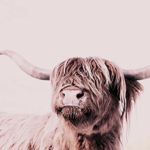 LIVING WALLS Fototapete ARTist Highland Cattle Tapeten Vlies, Wand, Schräge Gr. B/L: 2 m x 2,7 m, braun (braun, creme) Fototapeten