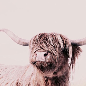 LIVING WALLS Fototapete ARTist Highland Cattle Tapeten Vlies, Wand, Schräge Gr. B/L: 2 m x 2,7 m, braun (braun, creme) Fototapeten Tapeten