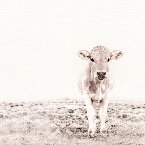 LIVING WALLS Fototapete ARTist Highland Cattle Tapeten Vlies, Wand, Schräge Gr. B/L: 4 m x 2,7 m, beige (creme, creme) Fototapeten