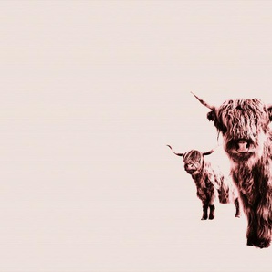 LIVING WALLS Fototapete ARTist Highland Cows Tapeten Vlies, Wand, Schräge Gr. B/L: 4 m x 2,7 m, beige (beige, rosa) Fototapeten