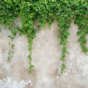 LIVING WALLS Fototapete Designwalls Climbing Leaves Tapeten Vlies, Wand, Schräge, Decke Gr. B/L: 3,5 m x 2,55 m, grün (grün, grau) Fototapeten Blumen Tapeten