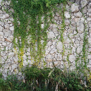 LIVING WALLS Fototapete Designwalls Stone Wall Tapeten Vlies, Wand, Schräge, Decke Gr. B/L: 3,5 m x 2,55 m, grün (grün, grau) Fototapeten Steinoptik Tapeten