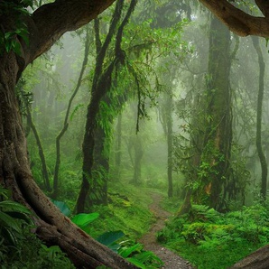 living walls Fototapete Designwalls Tropical Forest, glatt, (5 St), Vlies, Wand, Schräge, Decke