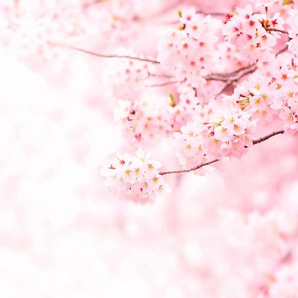 living walls Fototapete Kirschblüte Cherry Blossum, glatt, Motiv, abstrakt, naturalistisch, Fototapete Kirschblüte Natur Schlafzimmer Tapeten Wohnzimmer Flur Büro