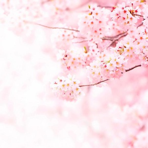living walls Fototapete Kirschblüte Cherry Blossum, glatt, Fototapete Kirschblüte Natur Rosa 3,36m x 2,60m