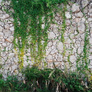 living walls Fototapete Natursteinmauer Vlies, glatt, (1 St), Steinwand mit Pflanzen Fototapete Steine 3,50 m x 2,55 m Tapete