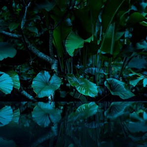 living walls Fototapete Tropical Leafs Vlies, glatt, (1 St), Vlies, Wand, Schräge