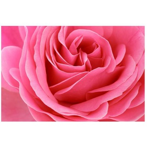 Matt Fototapete Lustful Pink Rose 2,9 m x 432 cm