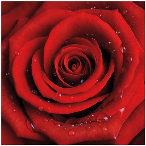 Matt Fototapete Rote Rose mit Wassertropfen 1,92 m x 192 cm