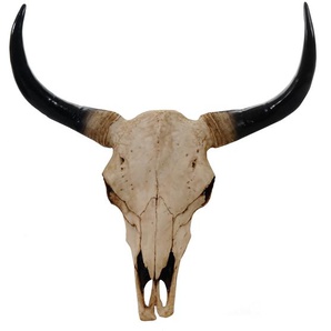 Mendler Deko Schädel 64cm, Polyresin Stier Bulle Longhorn Kopf Trophäe, In-/Outdoor ~ Variantenangebot 44702