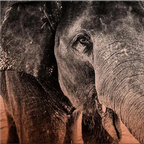 Metallbild WALL-ART Indian Elephant Bilder Gr. B/H: 60 cm x 40 cm, grau Metallbilder 6040 cm
