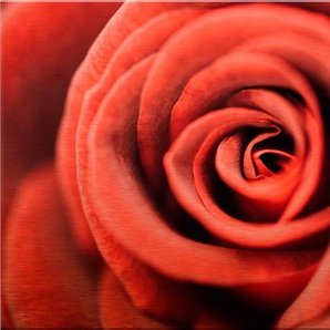 Metallbild WALL-ART Rote Rose Bilder Gr. B/H: 120 cm x 75 cm, rot Metallbilder 12075 cm