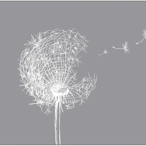 MYSPOTTI Küchenrückwand profix, Pusteblume Spritzschutzwände Gr. B/H: 220 cmx60 cm, grau Küchendekoration