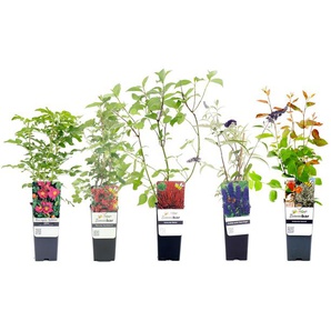 Naturschutzhecken-Set - weiß -