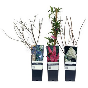Naturschutzhecken-Set - weiß -