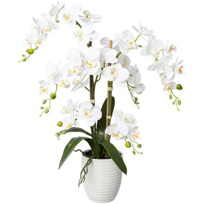 P & B Kunstpflanze, Grün, Weiß, Kunststoff, 67 cm, inkl. Topf, Real-Touch-Oberfläche, Dekoration, Blumen & Zubehör, Kunstpflanzen