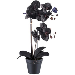 P & B Kunstpflanze, Schwarz, Kunststoff, 53 cm, Real-Touch-Oberfläche, Dekoration, Blumen & Zubehör, Kunstpflanzen