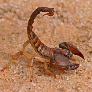 Papermoon Fototapete Aggressiver Skorpion