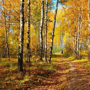 Papermoon Fototapete Autumn Forest, glatt