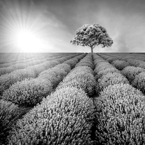PAPERMOON Fototapete Baum im Feld Schwarz & Weiß Tapeten Gr. B/L: 5,00 m x 2,80 m, Bahnen: 10 St., schwarz (schwarz, weiß) Fototapeten