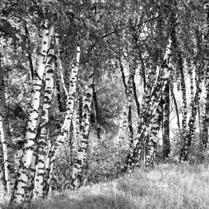 Papermoon Fototapete Birkenwald Schwarz & Weiß