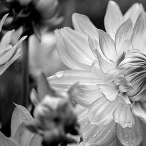 Papermoon Fototapete Blume Schwarz & Weiß
