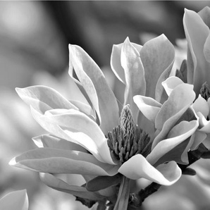 Papermoon Fototapete Blume Schwarz & Weiß