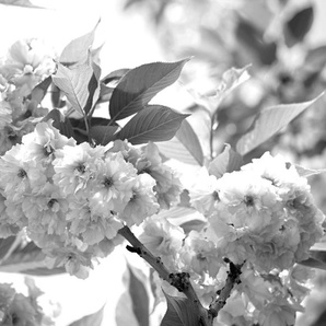 Papermoon Fototapete Blumen Schwarz & Weiß