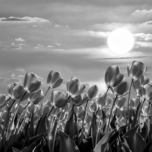 PAPERMOON Fototapete Blumen Schwarz & Weiß Tapeten Gr. B/L: 4,00 m x 2,60 m, Bahnen: 8 St., schwarz (schwarz, weiß) Fototapeten