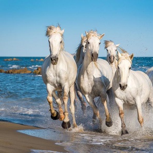Papermoon Fototapete Camargue Horses, glatt