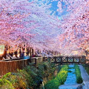 Papermoon Fototapete Cherry Blossoms Busan City, glatt