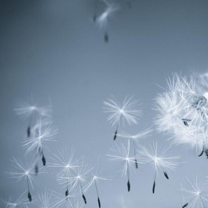 Papermoon Fototapete Dandelion in the Wind, glatt
