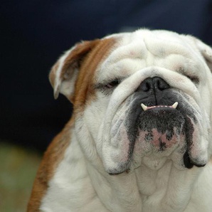 Papermoon Fototapete Englisches Bulldoggenporträt