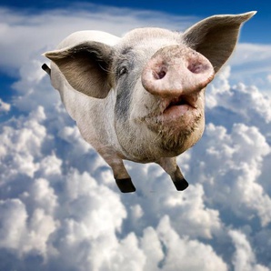 Papermoon Fototapete Fliegende Schweine