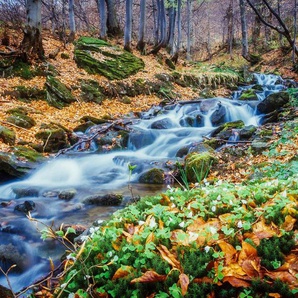 Papermoon Fototapete Fluss im Wald