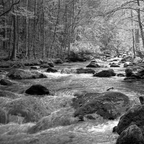 Papermoon Fototapete Fluss im Wald Schwarz & Weiß