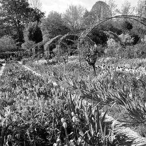 Papermoon Fototapete Garten Schwarz & Weiß