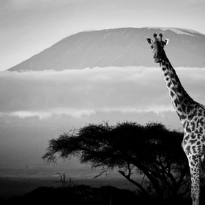 Papermoon Fototapete Giraffe mit Landschaft Schwarz & Weiß