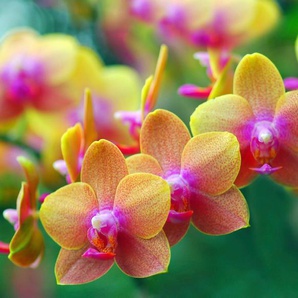 Papermoon Fototapete Goldene Orchideen