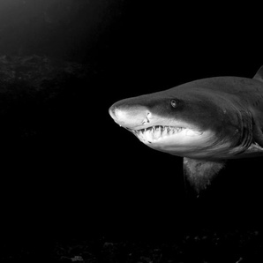 Papermoon Fototapete Haifisch Schwarz & Weiß