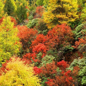 Papermoon Fototapete Herbst Wald
