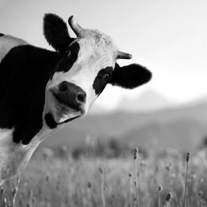 Papermoon Fototapete Kuh Schwarz & Weiß