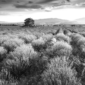 PAPERMOON Fototapete Landschaft schwarz & weiß Tapeten Gr. B/L: 3,50 m x 2,60 m, Bahnen: 7 St., schwarz (schwarz, weiß) Fototapeten